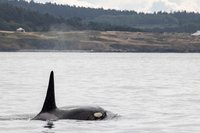 Orka
